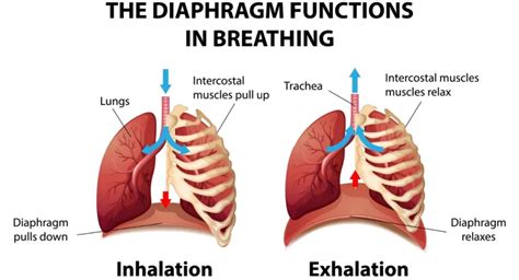 Diaphragm Muscle - Anatomy, Function, Exercise