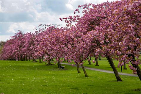 Blossoming Cherry Tree Free Stock Photo - Public Domain Pictures