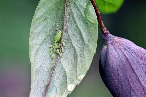 7 Flower Garden Pests You Shouldn't Ignore