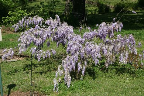 Pruning wisteria tree