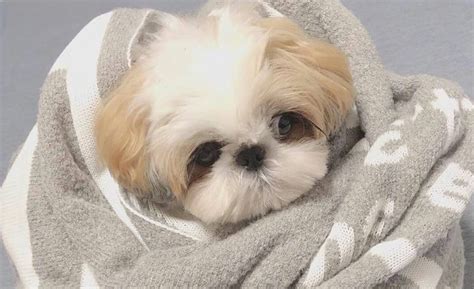 Cost of a Shih Tzu Puppy - Shih Tzu World