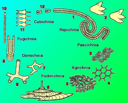 TRACE FOSSILS