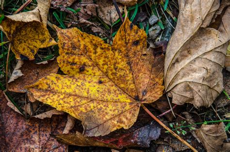 Free Images : tree, nature, flower, trunk, brown, soil, botany, flora, season, maple leaf ...