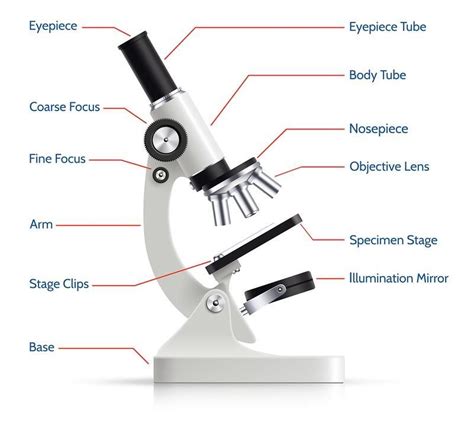 Las Partes del Microscopio Óptico y sus Funciones – Lifeder Optical Microscope, Biology Facts ...