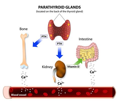 What do our parathyroid glands do?