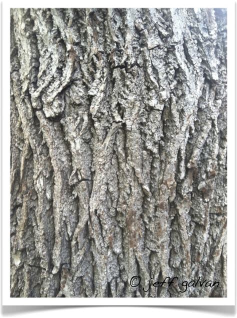 Black Walnut – Identify by Bark | Boulder Tree Care - Pruning & Tree ...