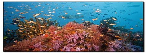 Scuba Diving in Andaman - AndamanNicobarTourism