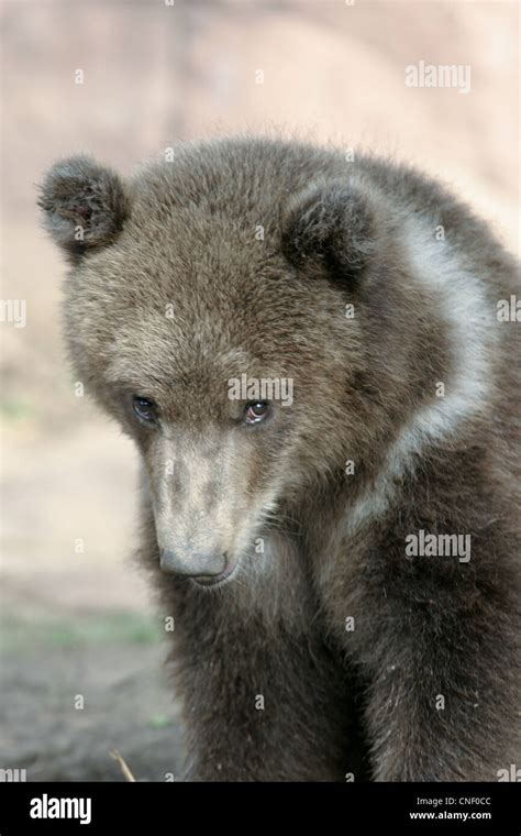 Cubs Grizzly Bear Cubs Stock Photo - Alamy