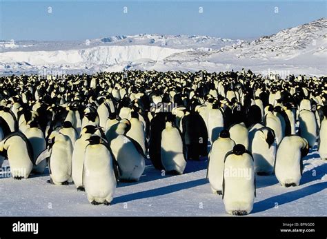 ANTARCTIC EMPEROR PENGUINS MARCH OF THE PENGUINS; THE EMPEROR'S Stock ...