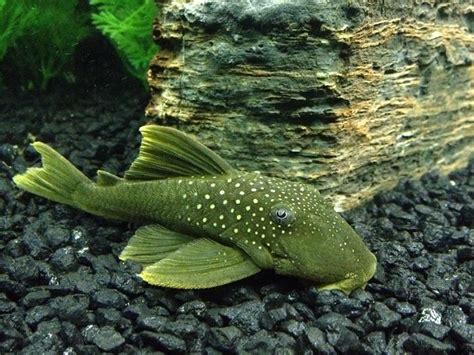 Green Phantom Pleco Care Guide - Your Aquarium Place