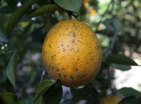 Evidence of citrus black spot in Europe contested – Eurofresh Distribution