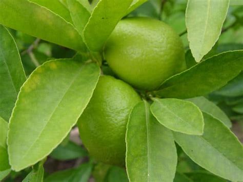 Common Diseases of Lime Trees - Gardening Channel