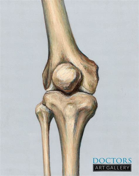 Knee Joint Leg Patella Femur Tibia Fibula Bone Osteology Human Anatomy Art Print - Etsy