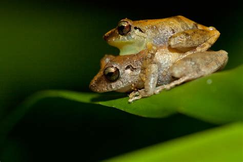 Osa Peninsula Nighttime Wildlife Tour, Puerto Jiménez | kimkim