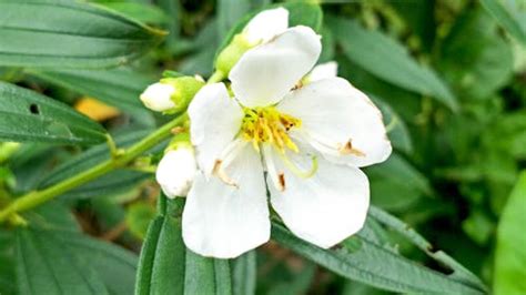 Free stock photo of Angiosperms, botanical gardens, flower