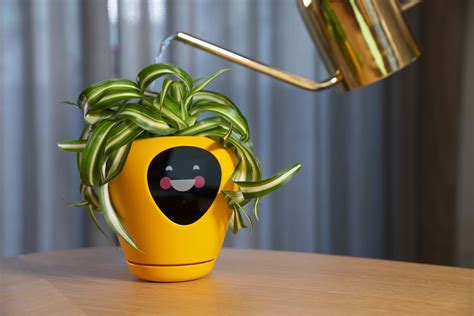 Smart Plant Pot Will Tell You When You're Killing It - realestate.com.au