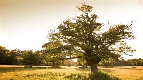 The people of Hatfield Forest | Essex | National Trust