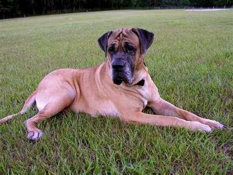 daniff | Great dane mastiff mix, Great dane mastiff, Mastiff mix