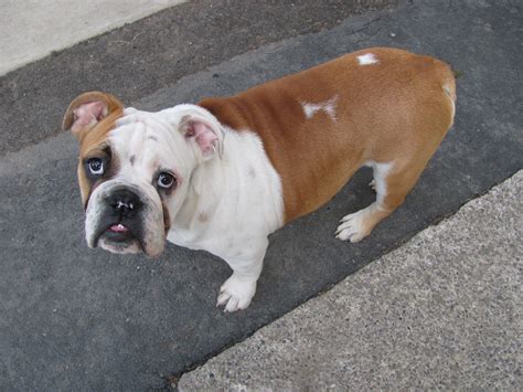 English bulldog weight and food - BulldogBreeds.com Forums