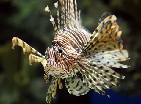 Lionfish | The Biggest Animals Kingdom