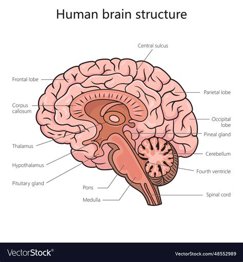 Human brain structure diagram medical science Vector Image