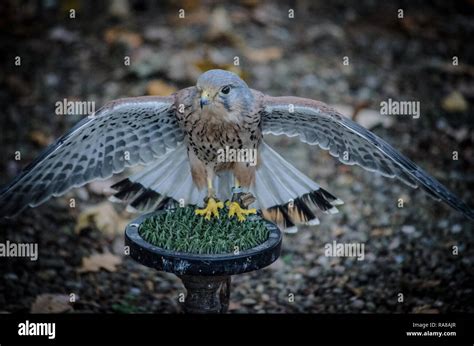 Owls and Birds of Prey Stock Photo - Alamy