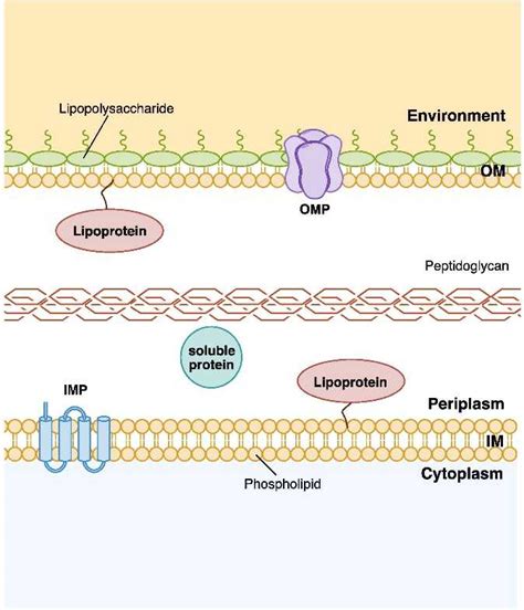 A New Method for Protein-Protein Interactions Detecting in Periplasm - Profacgen