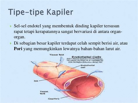 Pembuluh Darah Kapiler