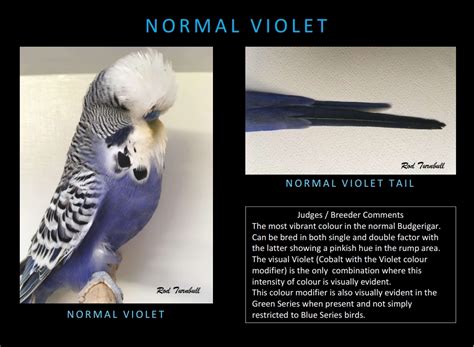 Violet - United Budgerigar Society Inc.