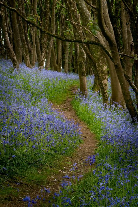 [OC]Bluebell Forest : r/pics