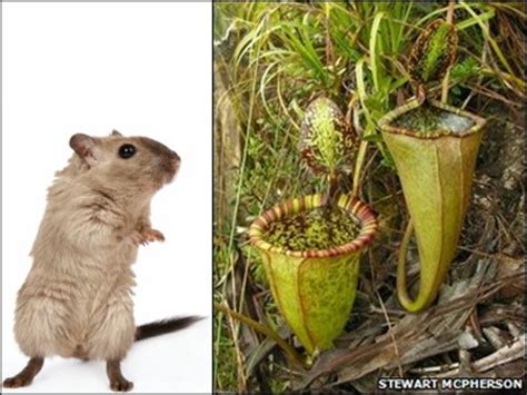 Carnivorous Plants Eating Mouse