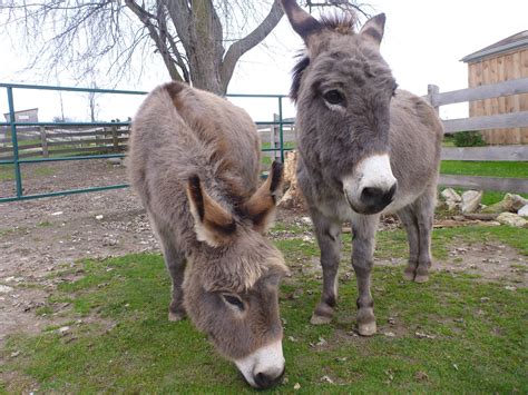 Where the Veggies Are: Fall Volunteer Day at the Donkey Sanctuary of Canada