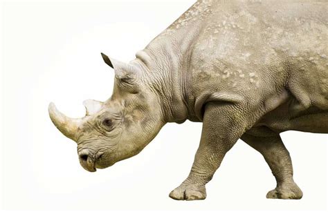 Black Rhinoceros Animal Facts | Diceros Bicornis | AZ Animals