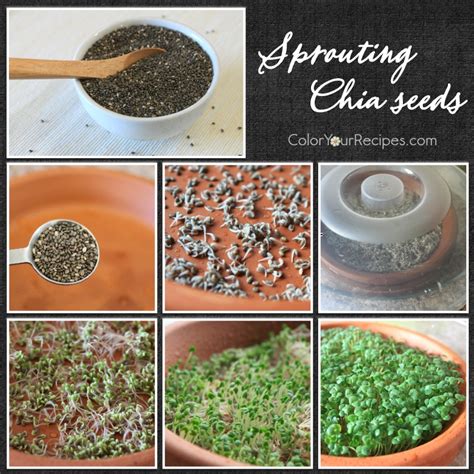 How to Sprout Chia Seeds Method • Color Your Recipes