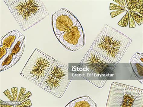 Freshwater Diatoms Identification