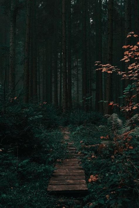 Dark Forest Trail Lockscreen, aesthetic green forest HD phone wallpaper ...