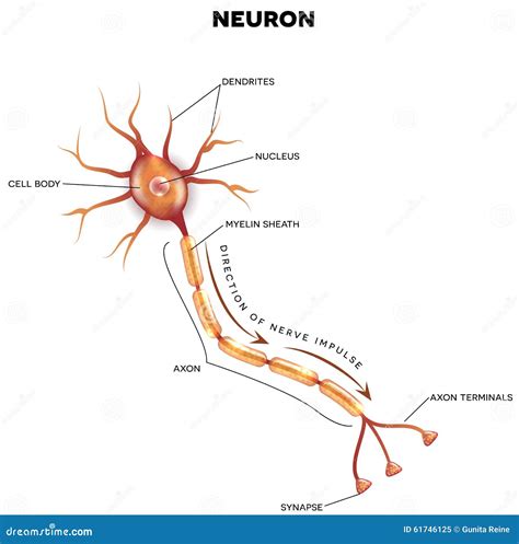 Labeled Diagram of the Neuron Stock Vector - Illustration of anatomical, peripheral: 61746125