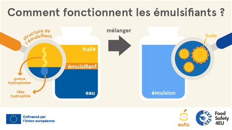 Qu'est-ce que les émulsifiants et quels exemples sont couramment ...