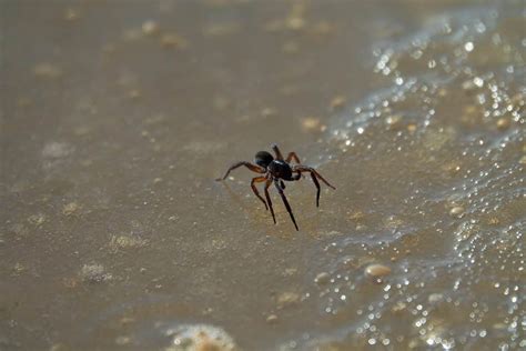 Diving Bell Spider (Water Spider) - A-Z Animals