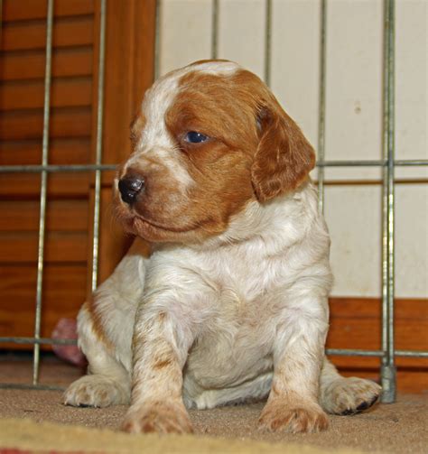 French Brittany/ Epagneul Breton puppies