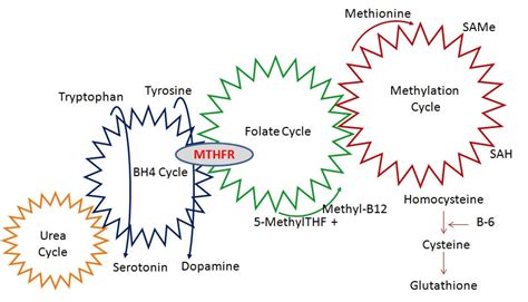 MTHFR Results Are In: We All Need Testing - Martin C. Winer