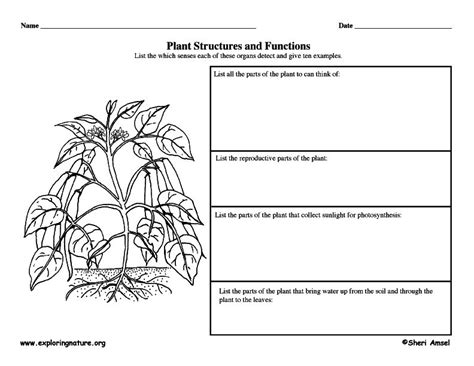 Plant Structures and Functions - Graphic Organizer