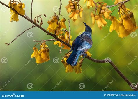 Tui Bird Kowhai Tree Flowers New Zealand Native Stock Photo - Image of ...