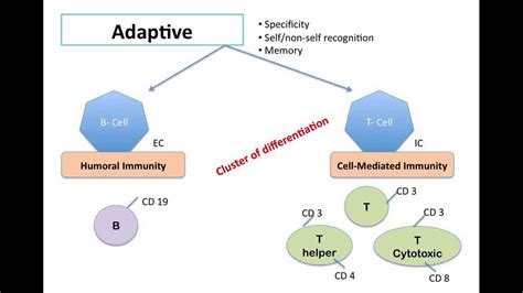 adaptive immunity - YouTube