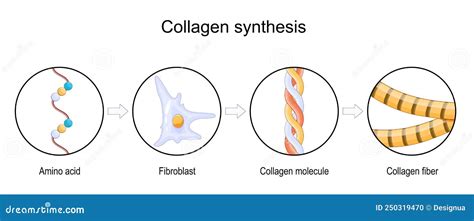 Collagen Molecule Structure 3D Model Stock Illustration | CartoonDealer.com #245751574