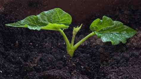 Plant kidney bean stock photo. Image of dirt, crop, planting - 29694992