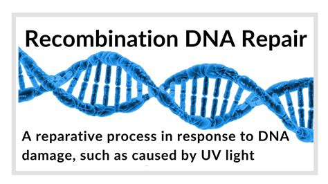 Recombination DNA repair Definition and Examples - Biology Online ...