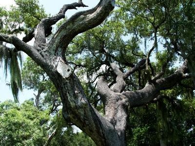 How to Identify Florida Oak Trees (with Pictures) | eHow