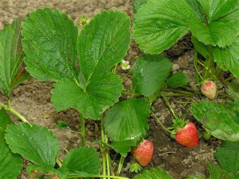 Cómo plantar fresas