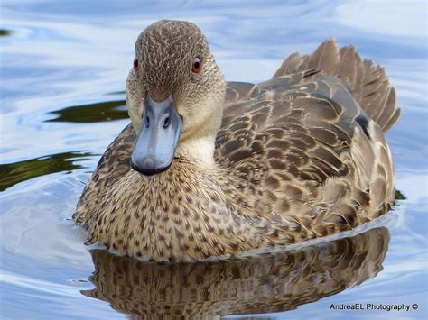 Grey teal – tētē (Anas gracilis) is a small brown-grey duck - AndreaEL ...